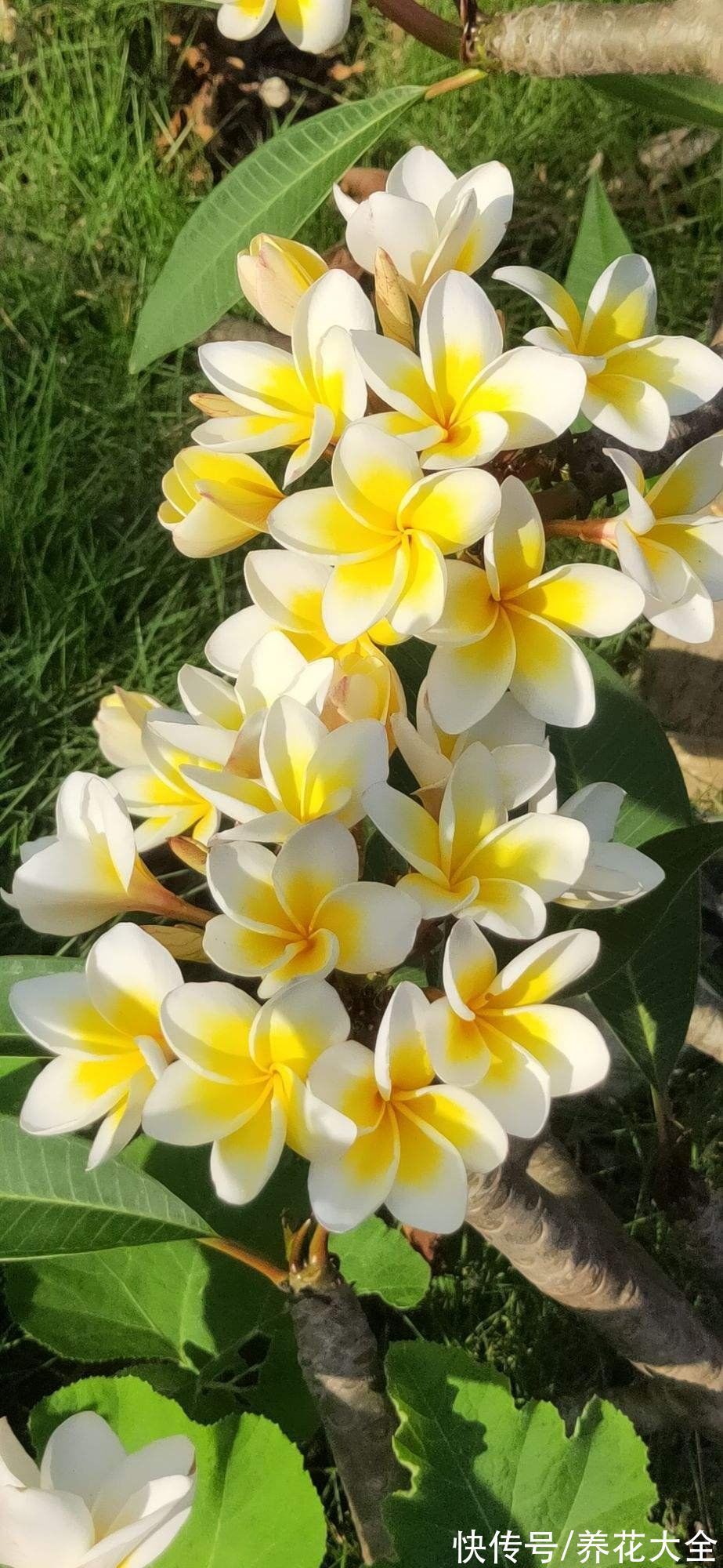 文殊兰$佛教“五树六花”,适合养在家里,凝神静心特养人