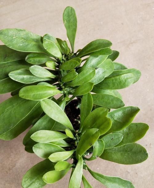 门口养了一棵“气派花”,生命力强很养眼,寓意好能镇宅