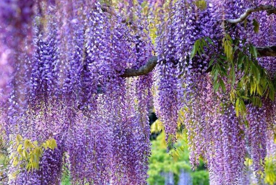 4种花是花中劳模,一年四季开花不断,阳台养出小花园