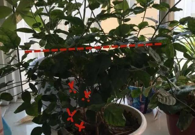 花期|茉莉花的修剪工作分成3个阶段，掌握好修剪技巧，花开满枝头