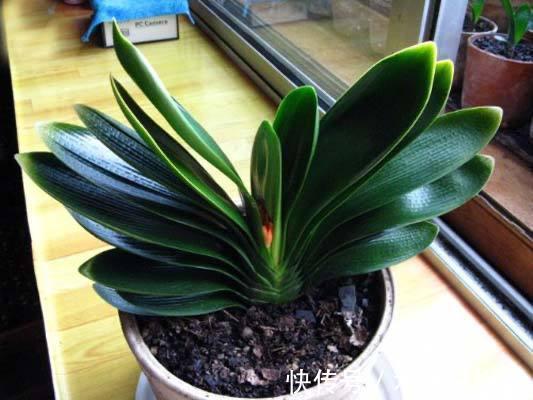 养花,不懂得规避这9个误区,难怪盆栽一直饱受摧残