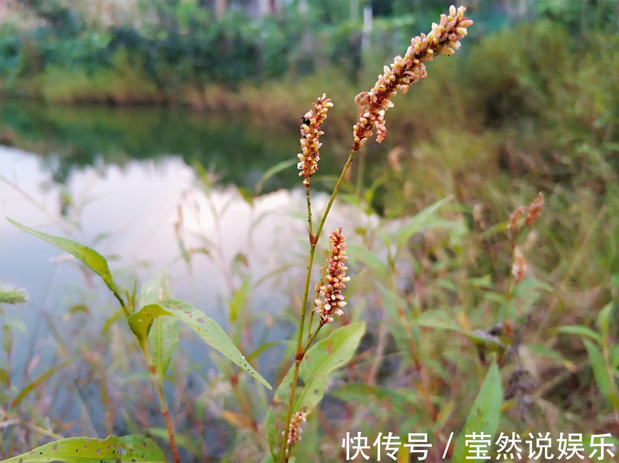 狗尾巴草|一种形似竹子的野草，价值珍贵，人称“痛骨消”，如今10元一斤