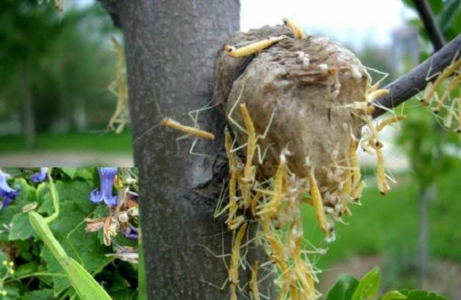 狗尿|若是在桑树上看到“拦狗尿”,赶紧拿回家,如今价值不菲
