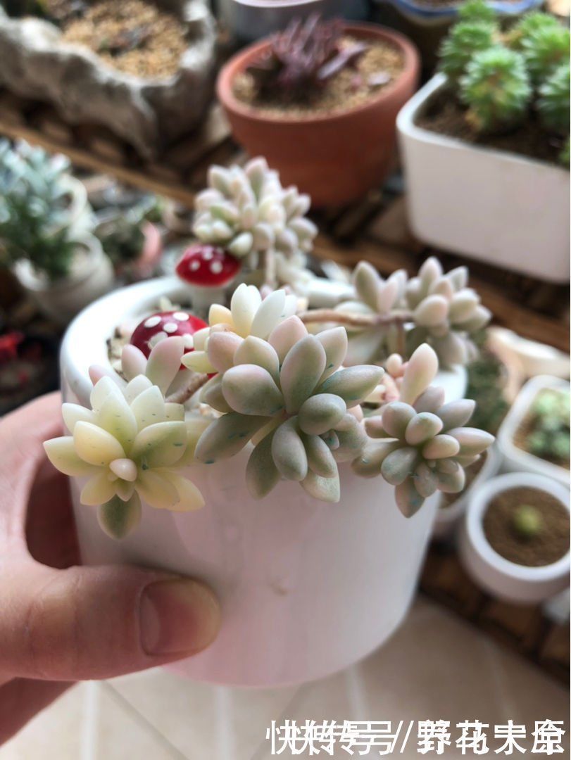 身价|多肉变“畸形”，身价能翻好几倍，可遇不可求