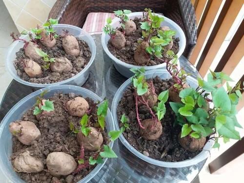  美妙|种红薯的美妙之处：不仅边吃边长，还从小美到大！