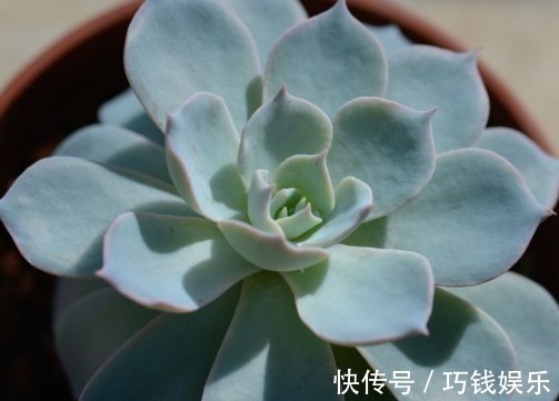 叶片|多肉蓝石莲怎么养更漂亮教你3个小妙招,养出饱满璀璨的蓝石莲