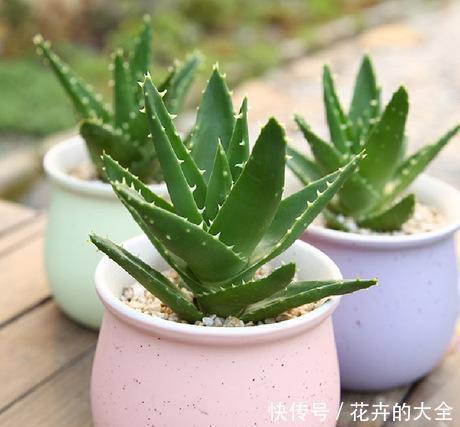 此7种健康花，养家里空气清新病菌少，看看你家有吗