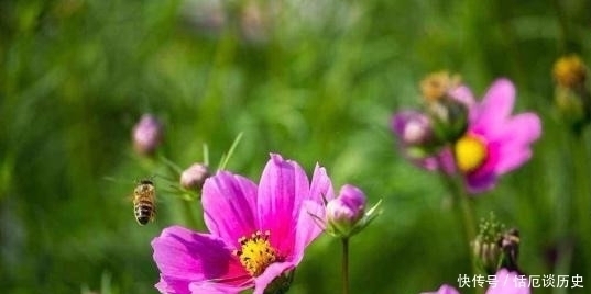 小诗#苏轼饶有趣味的一首小诗,却是存在着争议,认为作者另有其人!