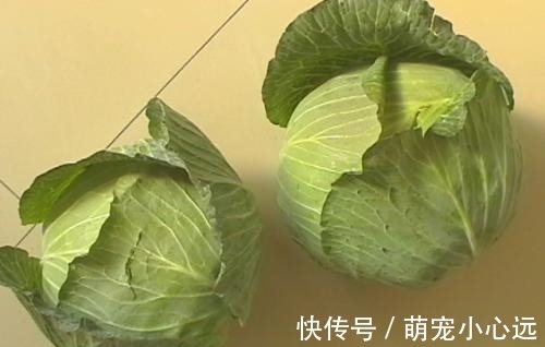 结球甘蓝|为啥饭馆里炒的包菜格外好吃?大厨:进锅前加一勺它,想不香都难