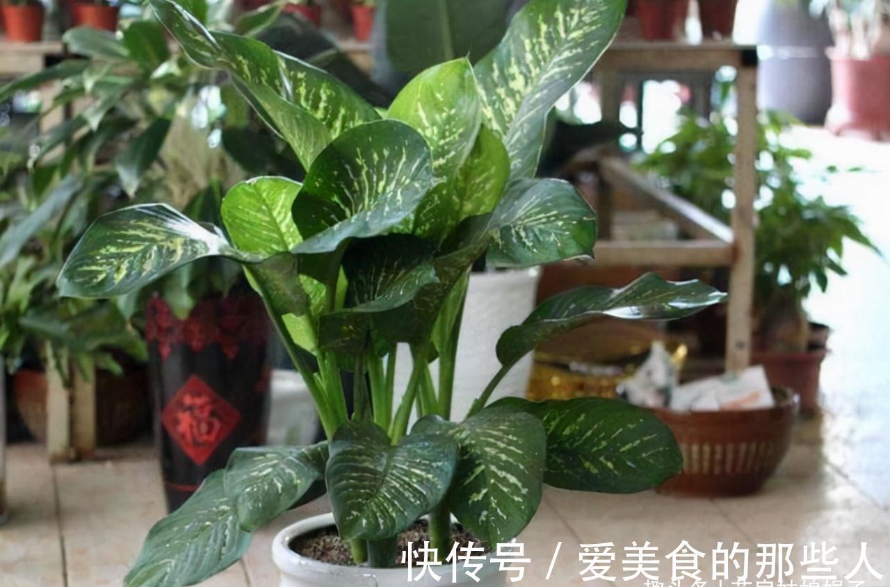 天气越来越冷,很多花“熬不过冬”学会这些好方法,花卉安全越冬