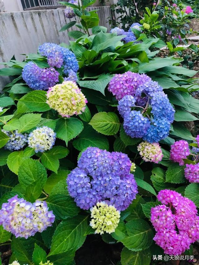 圆滚滚的绣球，瀑布般的花墙，这届花友也太会种花了吧