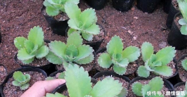 姬胧月|这8种多肉植物,好养好看还易“爆盆”,适合新手和“懒人”