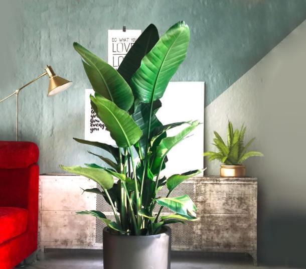 鹤望兰|盆栽养鹤望兰,记住4点秘诀,花叶长满盆,分分钟成花海