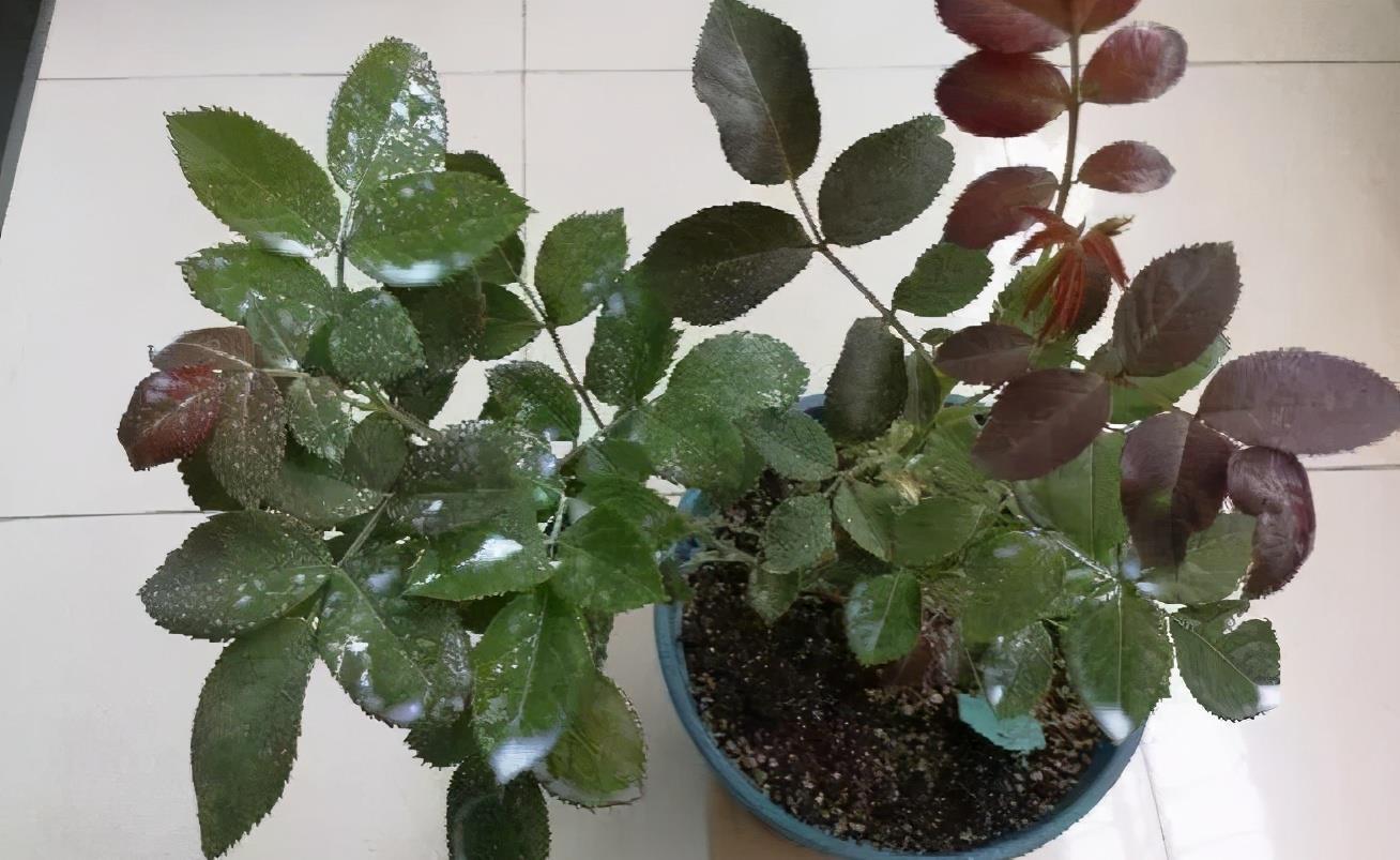 羊粪、过期牛奶养花,用好了,植物长得壮、土壤肥力十足