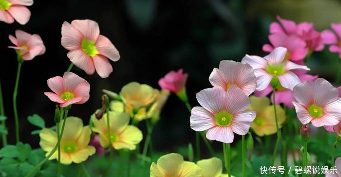 每次|酢浆草可是潜力股,每次开花一大片,冬天不开花,3点原因在搞鬼