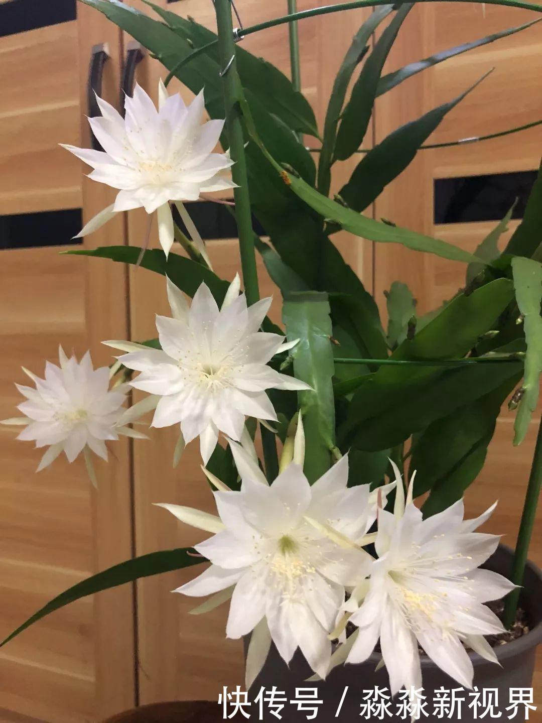 荷花|大爷养的“荷花”，窜的房顶高，垂下来变成花瀑布！