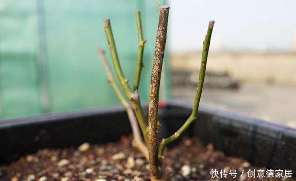 月季黑杆不用怕,教你一招救活!