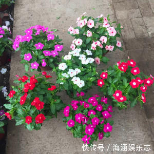 爆盆|晒不死的花卉,夏季“王者”,越晒越能爆盆的盆栽!