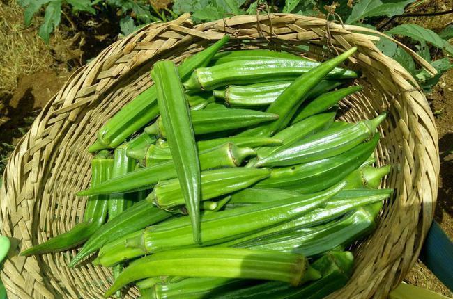 黑芝麻丸|建议中老年:入秋少吃肉,若不差钱常吃这5种食物,营养高好吸收