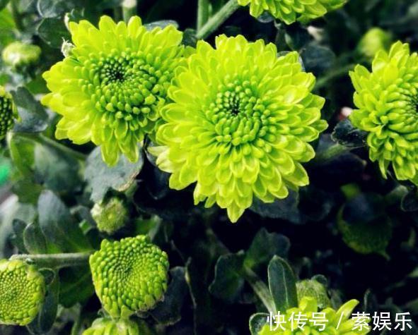 芹叶牡丹芹叶牡丹|养花总“养死”3种“廉价花”养一盆,3月不用管,照样花儿爆