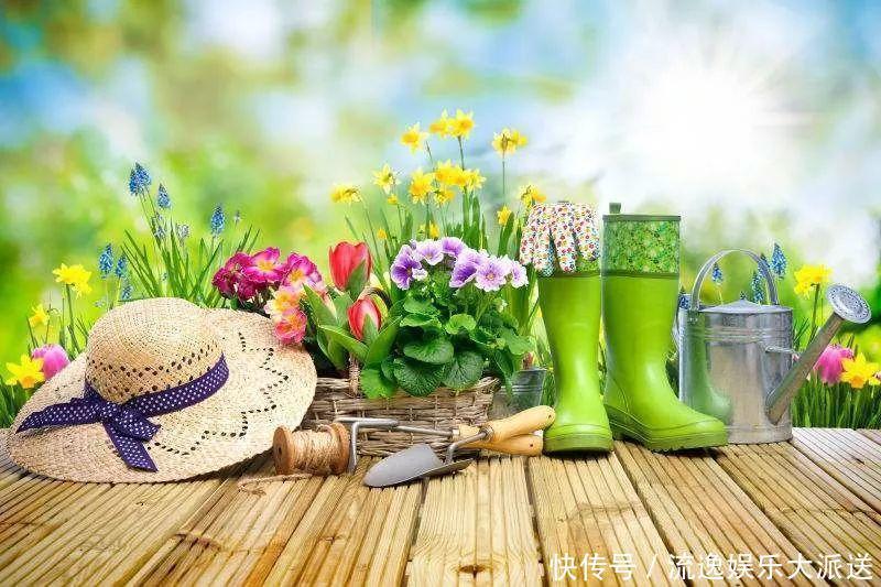 香草类|立夏后养花,别偷懒做好这3件事,长的快不生虫!