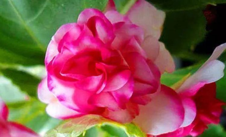 种花|“1种花”沾土就活,比长寿花、月季都好看,尤其女生最喜欢