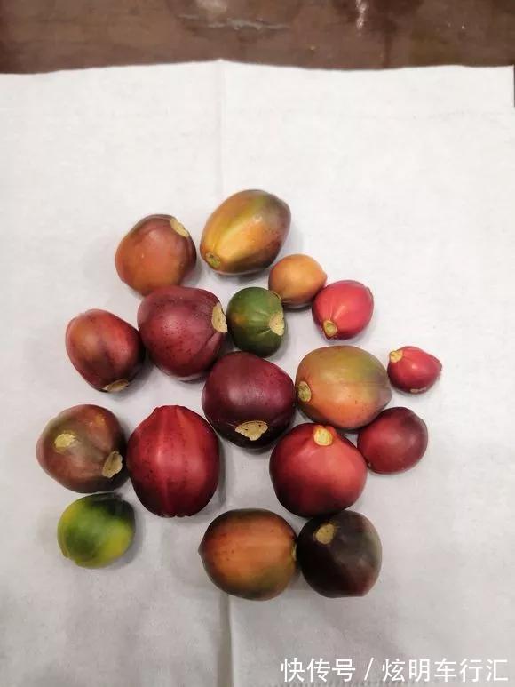 君子兰|3种“碎渣渣”,是养花的好材料,掺土里花儿蹭蹭长,开爆盆!