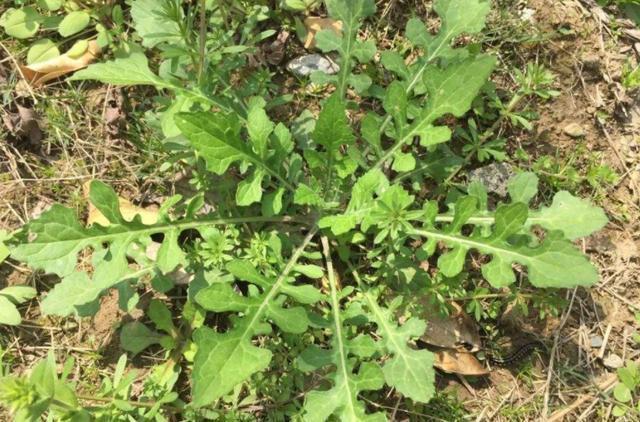 清热解毒|农民恨之入骨的野草,却能清热解毒消肿祛淤,健脾和胃,你认识吗