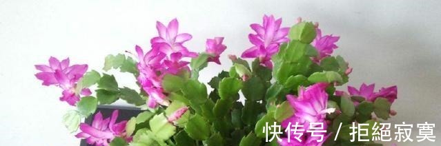 家里4种“药片”，过期不要扔，都是养花“宝贝”, 比花肥好用10倍