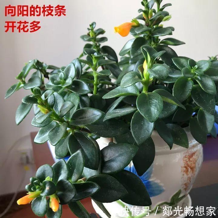 金鱼吊兰这么养，1年四季都能开花，小金鱼噗噗冒！