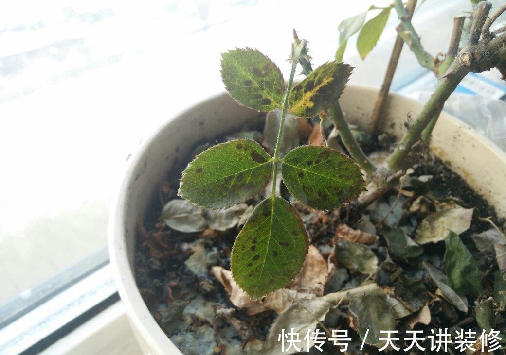 叶子|消灭月季“光杆”正当时,用对方法,15天新叶满满