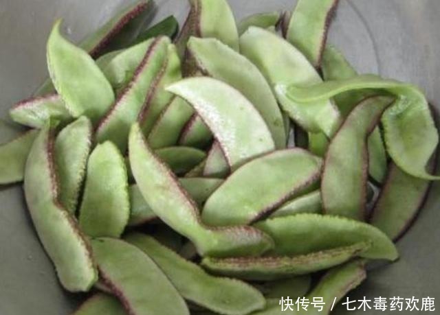 牛奶|这菜每吃一斤,相当于8杯牛奶,15个鸡蛋,可惜知道的人不多