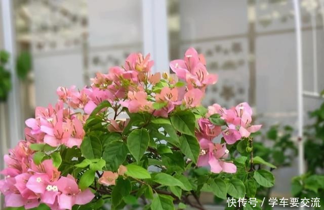 三角梅不耐寒,提前做好“三动作”,室外冻一冻,开出层叠群花!