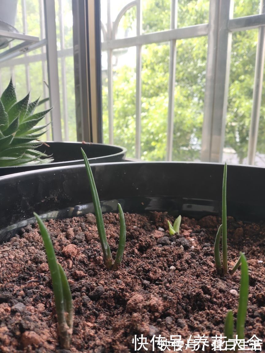 花花|不是所有植物都喜欢酸性土,3种花喜欢碱性土,否则生长状况差