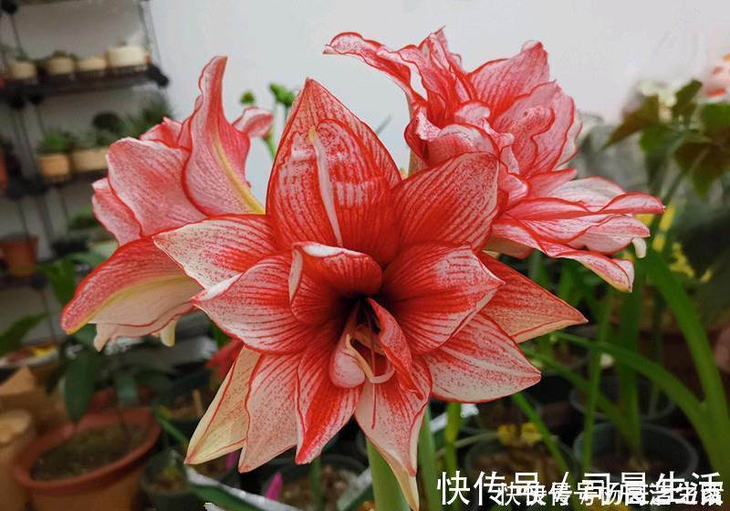 洋朱|此花是世界名花,花大色艳,堪比牡丹,皮实好养活,还是盆栽佳品
