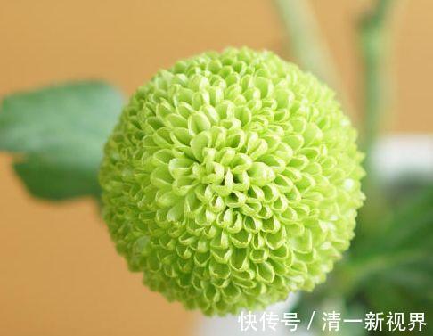 菊花|家里养花，不如养“珍稀名菊”绿乒乓，色如翡翠形似乒乓，美极了