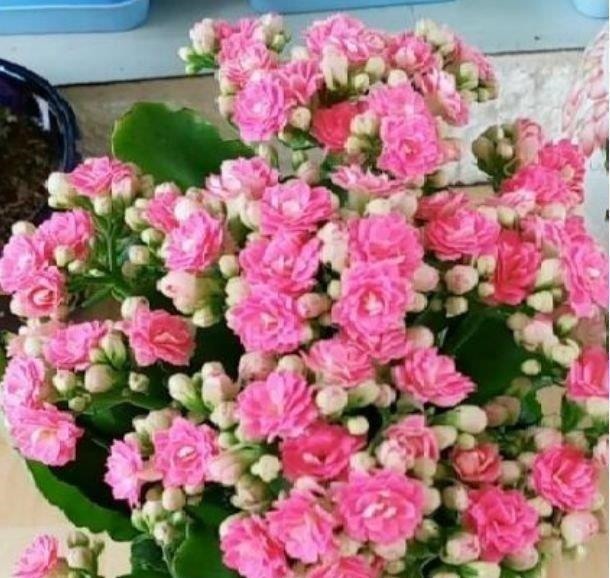 芦荟|4种花养家里,谁见了都喜欢,第二种已经被迷住了