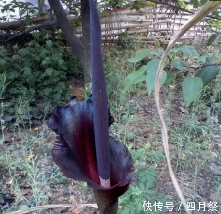 通体|大叔院外发现不明植物,通体黑色近两米,找了县里专家,结果意外