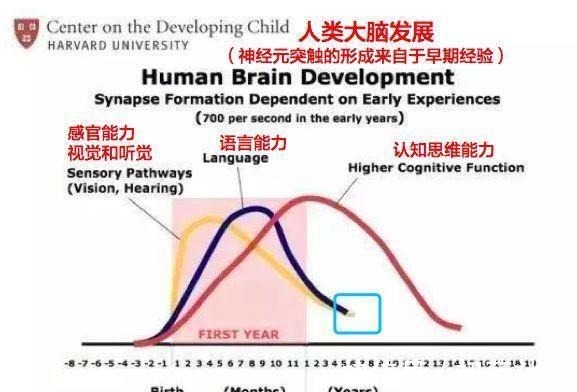 智商|孩子大脑仅有三次井喷式发育,哪怕抓住一个,智商也能甩开同龄娃
