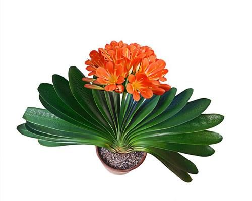 夏天养君子兰和兰花,切记要三懒一勤,夏天长势好、冬天开花多