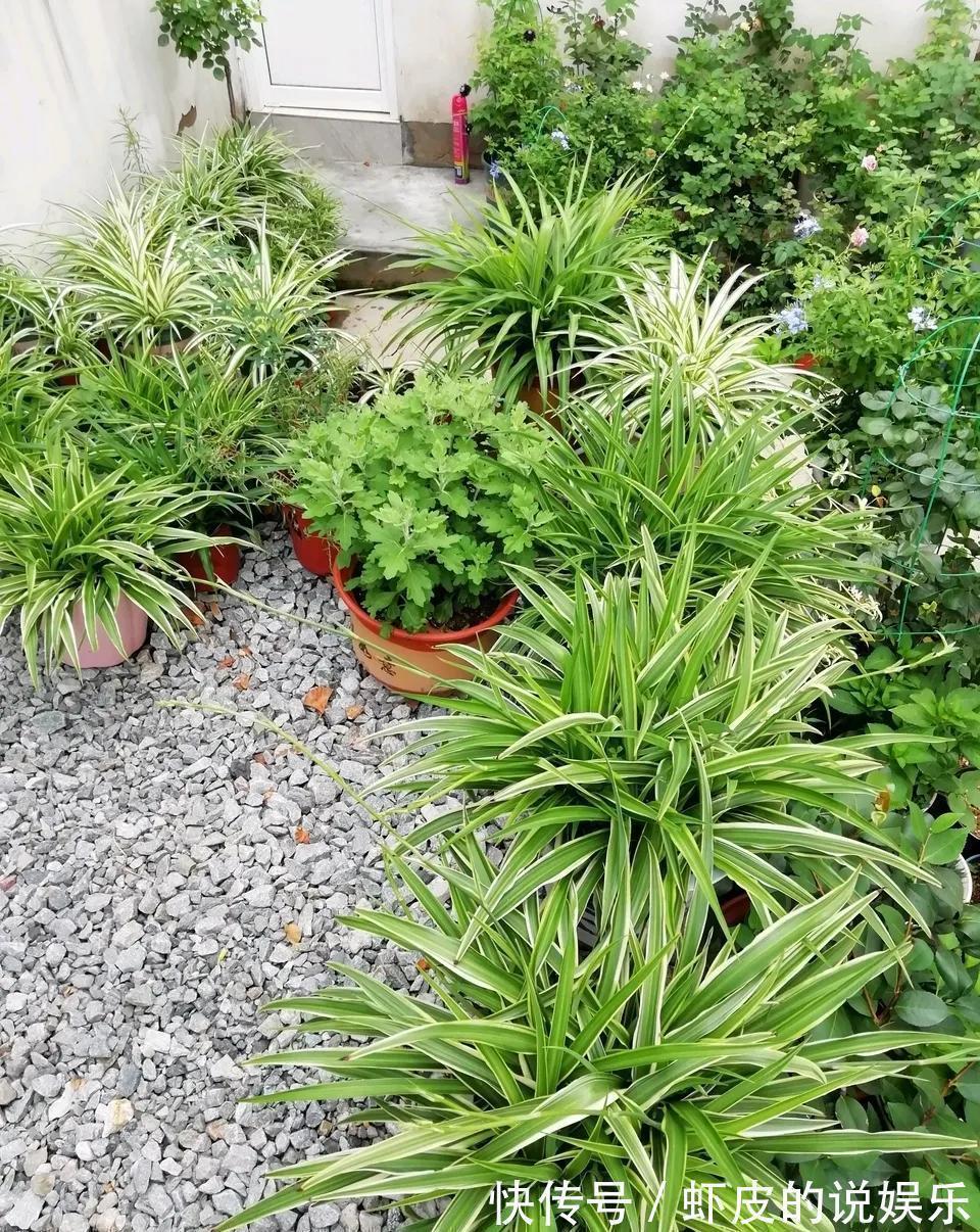 空气|12种“健康花”,家里没太阳,照样长爆盆,贵气漂亮,旺家又养人