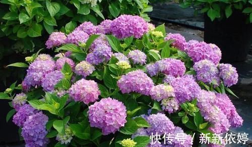 5种 阴暗花 藏在角落里 年年自行繁殖 也能开成 仙花树 粉紫色