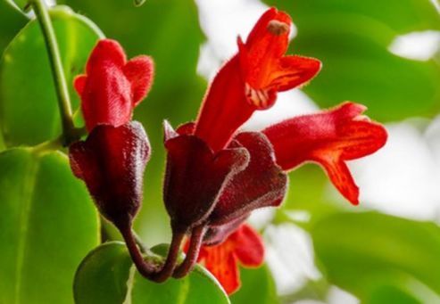 春天养此款花卉，沾土就活，一年长到大缸装不下！