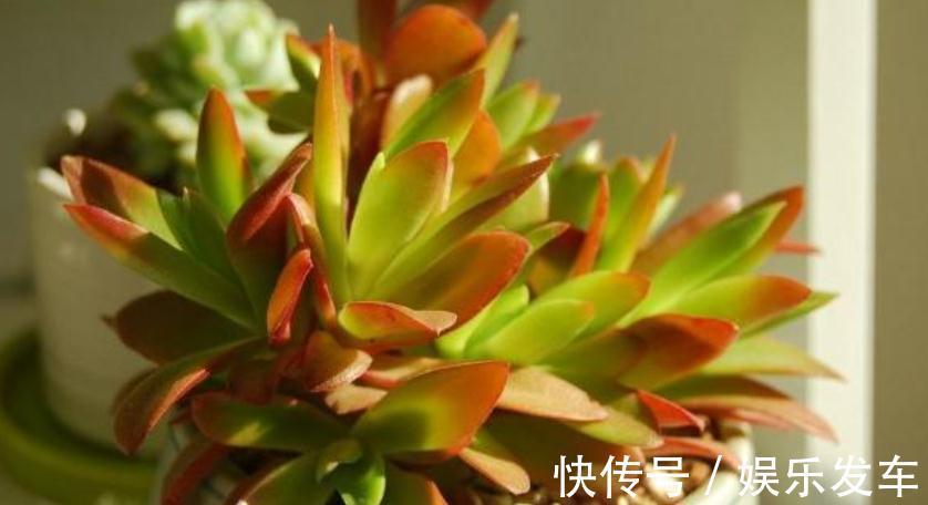 叶片|多肉火祭叶子不是火红色,有点徒长?把控住4点,问题迎刃而解