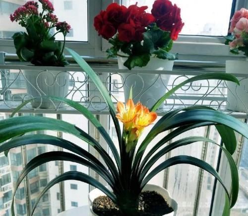 开花|立春后该如何养护君子兰盆栽将3点做到位,叶绿根壮开花旺