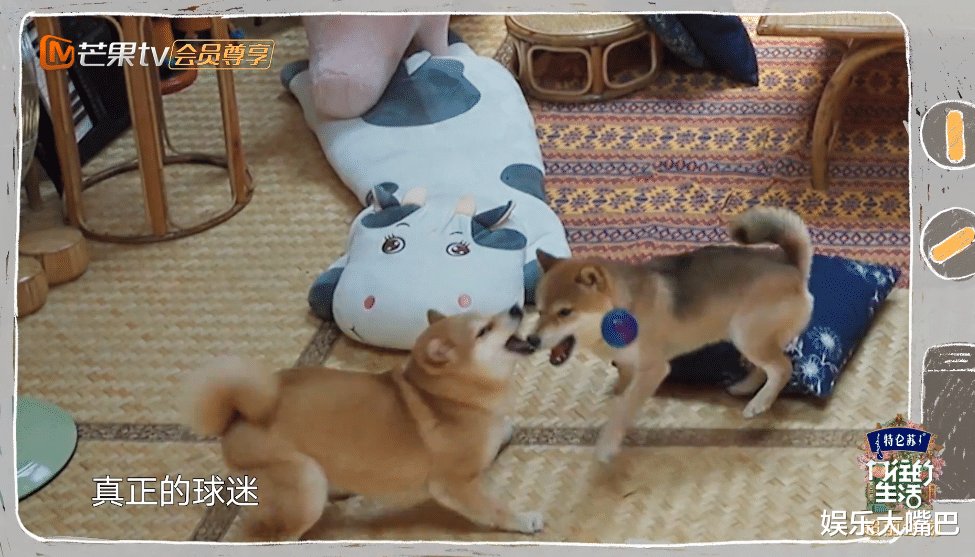 《向往5》彩蛋上线,艺兴首次出镜完美融入,常驻嘉宾唯独少了她