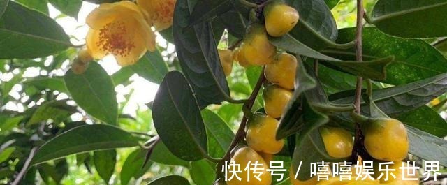 泡水|此茶花为我国独有,被誉为“植物黄金”,通体金黄,有钱难买到!