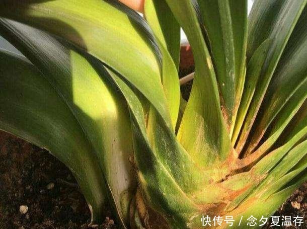 土壤|花盆出现这些“东西”,赶紧换花盆,不然活不过一个月