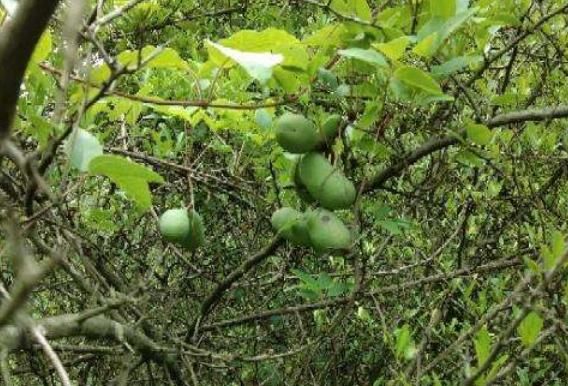 人称“肾果”,是农村娃美味零食,如今野生不多,30元一斤