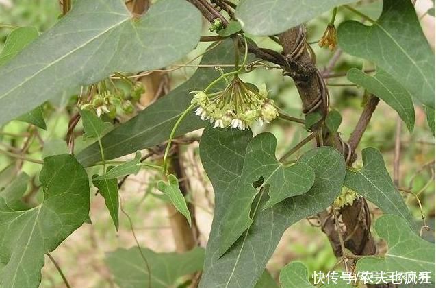 冬虫夏草|生长在屋脚处，常被人忽视，却是“四大仙草”之一，和灵芝齐名